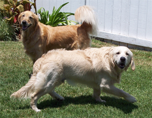 mydogs